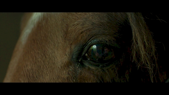 In the film "Wild" the crew can clearly be seen through this horse’s eye.