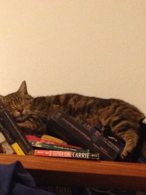 24 WTF Cats Sleeping In All The Weirdest Places