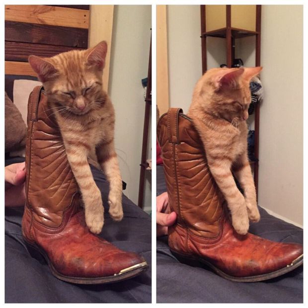 Puss in boots? Is that you?