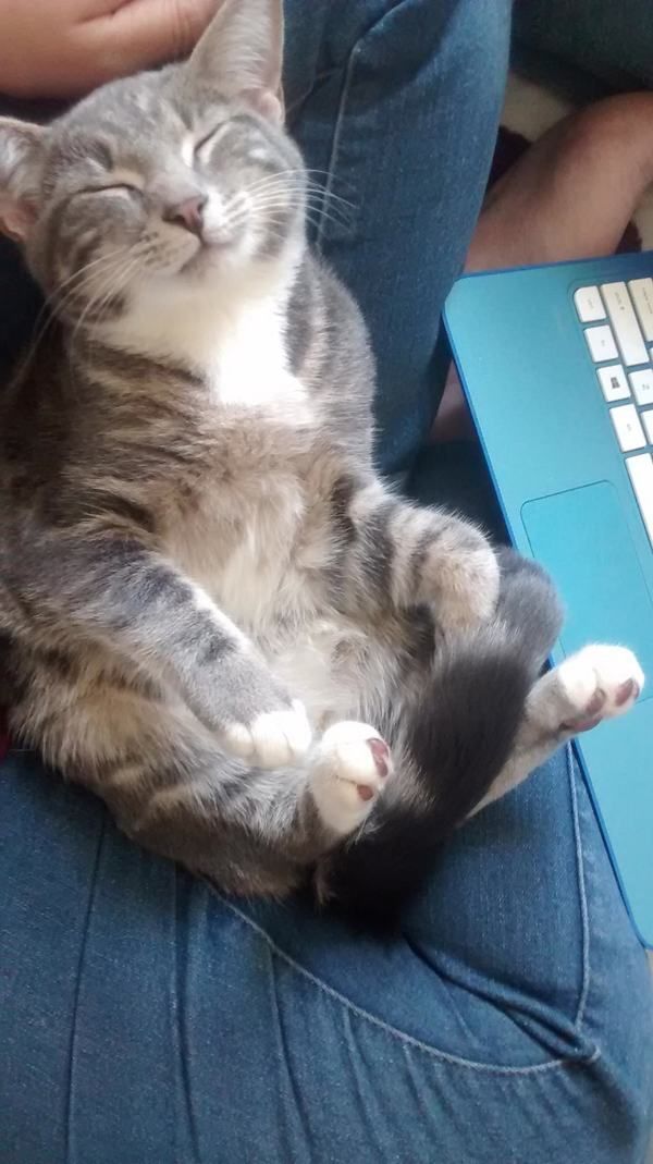 24 WTF Cats Sleeping In All The Weirdest Places