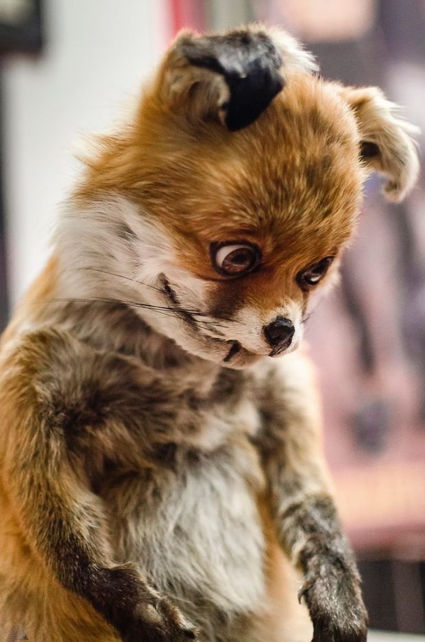 17 Weirdest Stuffed Animals You Ever Saw