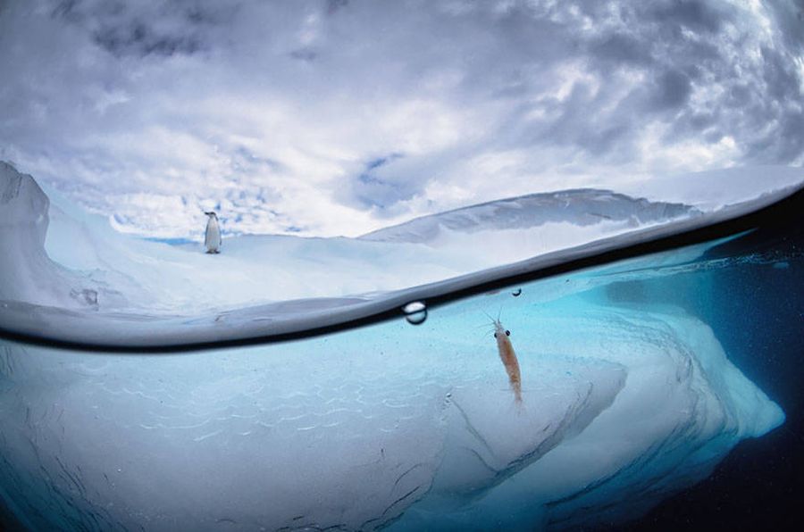 underwater ice photography