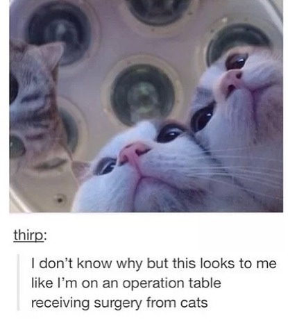 surgery cats - thirp I don't know why but this looks to me I'm on an operation table receiving surgery from cats