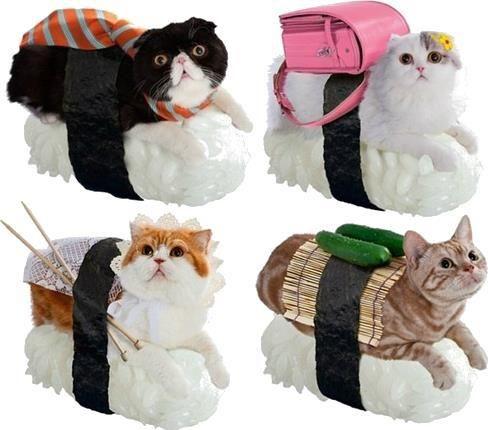 Sushi outfit for cat eaters?