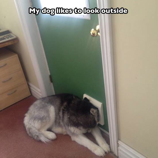 20 Pictures Dog Owners Will Understand