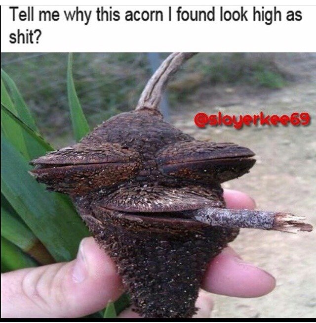 photo caption - Tell me why this acorn I found look high as shit? Oslayerkee69