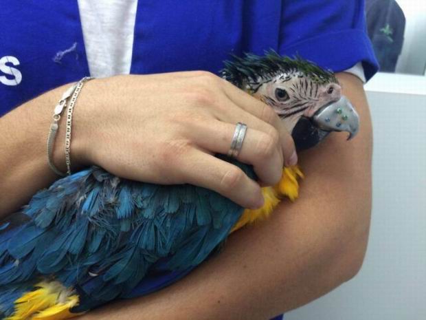 Injured Parrot Gets A New Beak In Brazil