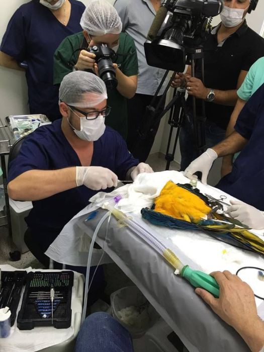 Injured Parrot Gets A New Beak In Brazil