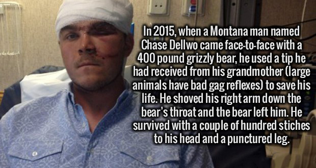 photo caption - In 2015. when a Montana man named Chase Dellwo came facetoface with a 400 pound grizzly bear, he used a tip he had received from his grandmother large animals have bad gag reflexes to save his life. He shoved his right arm down the bear's 