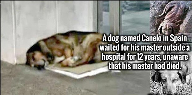 A dog named Canelo in Spain. waited for his master outside a hospital for 12 years, unaware that his master had died.