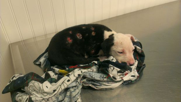 Tiny Jake was only 3 weeks old when he found himself trapped in a burning shed. Saved by a local firefighter Bill Lindler, the pup suffered burns to 75% of his body, including his paw pads.