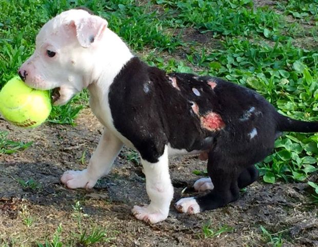 Luckily for the pooch, the same firefighter who saved him decided to adopt him too, when he heard the news.