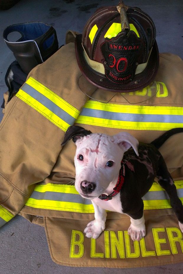 He has become the official mascot of the Fire Department and now goes to schools to help kids learn about fire safety and what to do on emergencies. He even has his own badge!