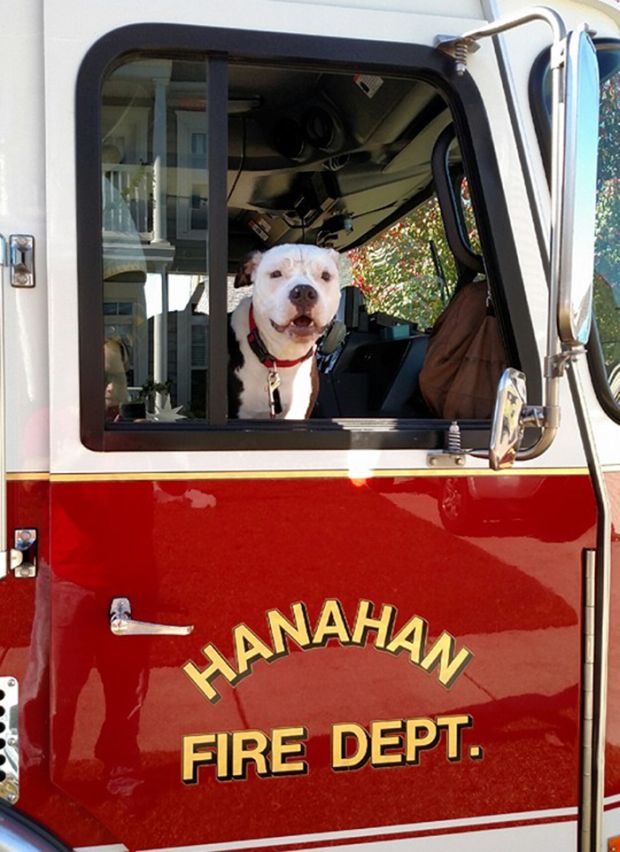 The future looks bright for firefighting dog Jake.