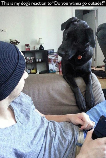 19 More Pictures, And Gifs, Dog Owners Will Understand