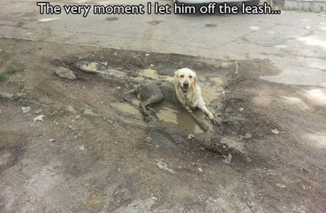 19 More Pictures, And Gifs, Dog Owners Will Understand