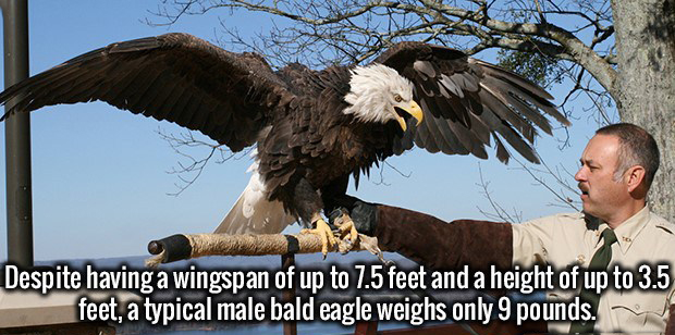 big is a bald eagle - Despite having a wingspan of up to 7.5 feet and a height of up to 3.5 feet, a typical male bald eagle weighs only 9 pounds.