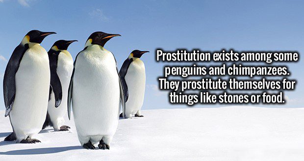 good morning meaningful quotes in chinese - Prostitution exists among some penguins and chimpanzees. They prostitute themselves for things stones or food.