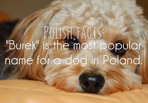 20 Interesting Facts About Poland That Poles Wanted To Share With The World