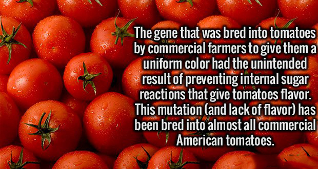 everson v board of education - The gene that was bred into tomatoes by commercial farmers to give them a uniform color had the unintended result of preventing internal sugar reactions that give tomatoes flavor. This mutation and lack of flavor has been br
