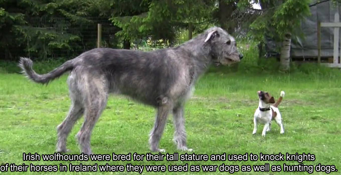 ireland facts - Irish wolfhounds were bred for their tall stature and used to knock knights of their horses in Ireland where they were used as war dogs as well as hunting dogs.