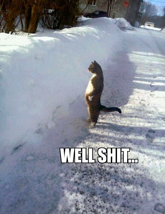 cat standing up in snow - Wellshit...