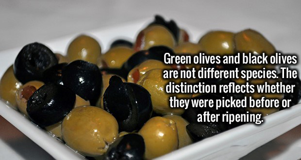 olive - Green olives and black olives are not different species. The distinction reflects whether they were picked before or after ripening.