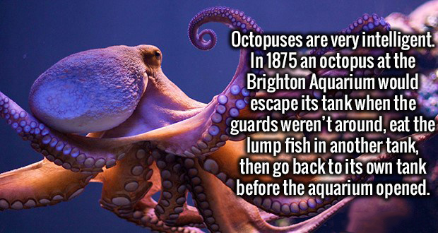 interesting fun facts - Octopuses are very intelligent. In 1875 an octopus at the Brighton Aquarium would 8 escape its tank when the guards weren't around, eat the lump fish in another tank, then go back to its own tank before the aquarium opened.