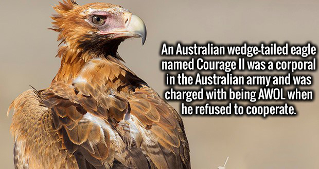 beak - An Australian wedgetailed eagle named Courage Il was a corporal in the Australian army and was charged with being Awol when he refused to cooperate.