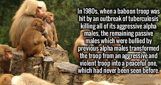 photo caption - In 1980s, when a baboon troop was hit by an outbreak of tuberculosis killing all of its aggressive alpha males, the remaining passive males which were bullied by previous alpha males transformed the troop from an aggressive and violent tro