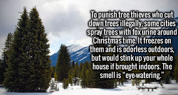 winter - To punish tree thieves who cut down trees illegally, some cities spray trees with fox urine around Christmas time. It freezes on them and is odorless outdoors, but would stink up your whole house if brought indoors. The smell is "eyewatering."