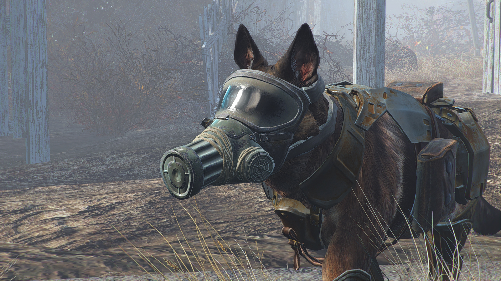 dog in gas mask