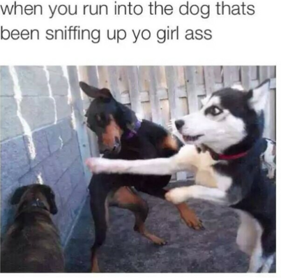 tweet - dog savage memes - when you run into the dog thats been sniffing up yo girl ass