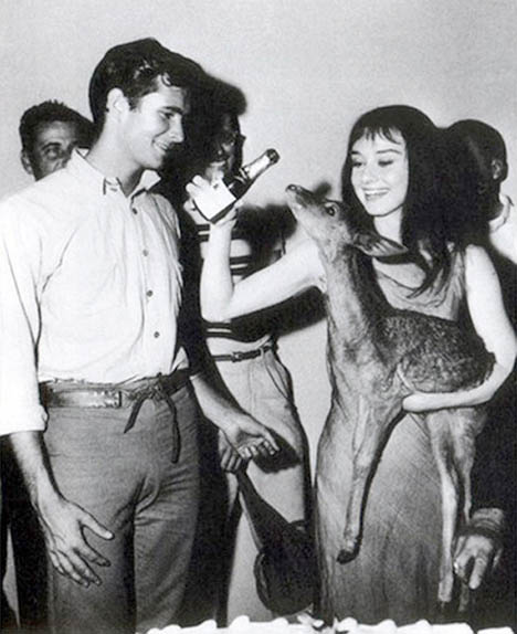 Audrey Hepburn and Anthony Perkins drinking. With a deer