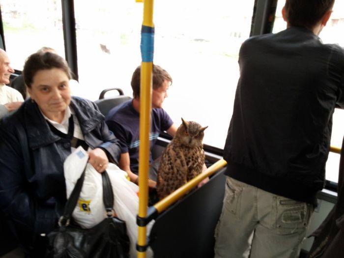 russian subway - owl on bus