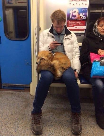 russian subway - fox