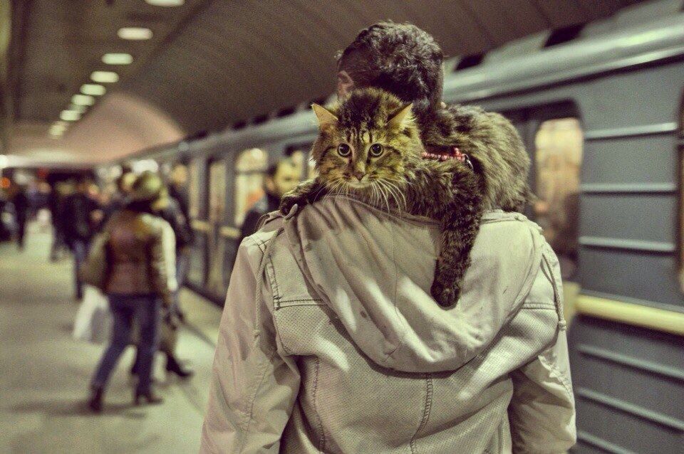 russian subway - cat inside someones hood