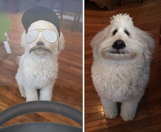 snapchat filters on pets