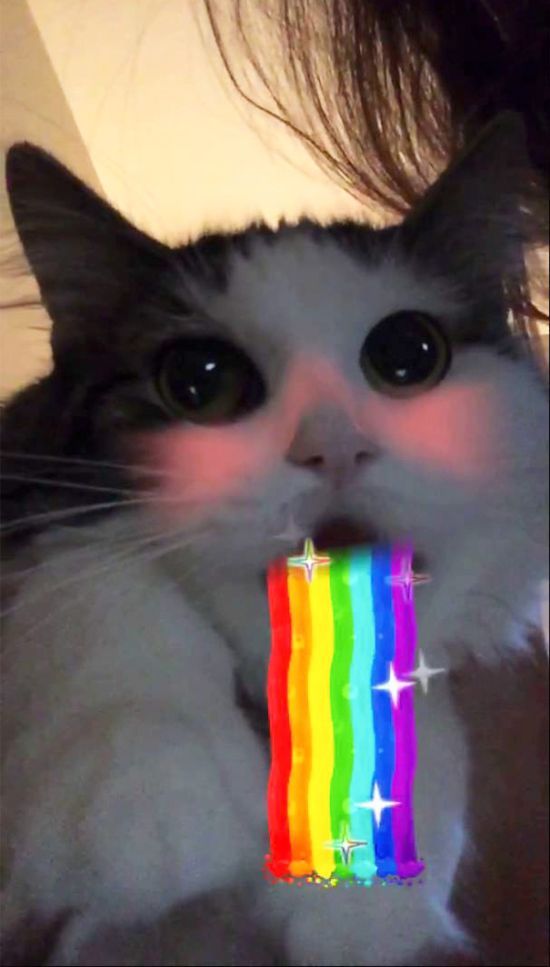 snap chat cat