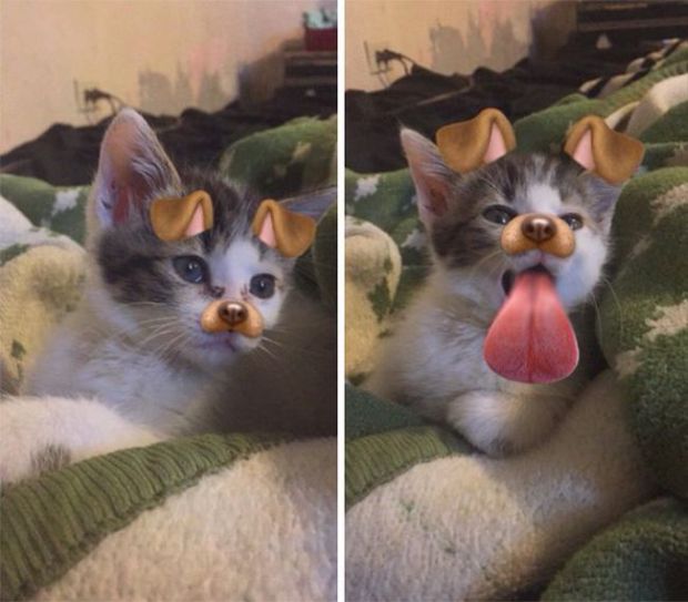 animals with snapchat filters