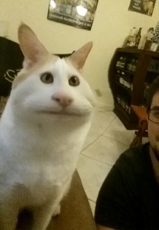 snapchat filters on cats