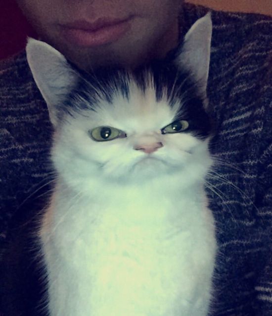 snapchat filters on cats