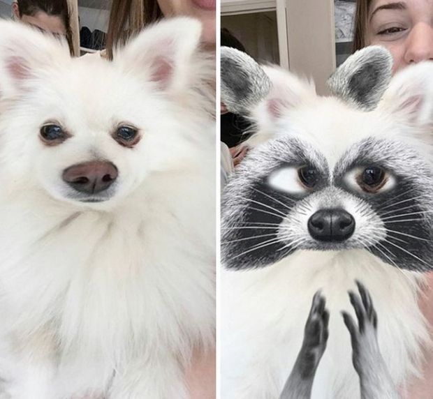 snapchat filters on pets