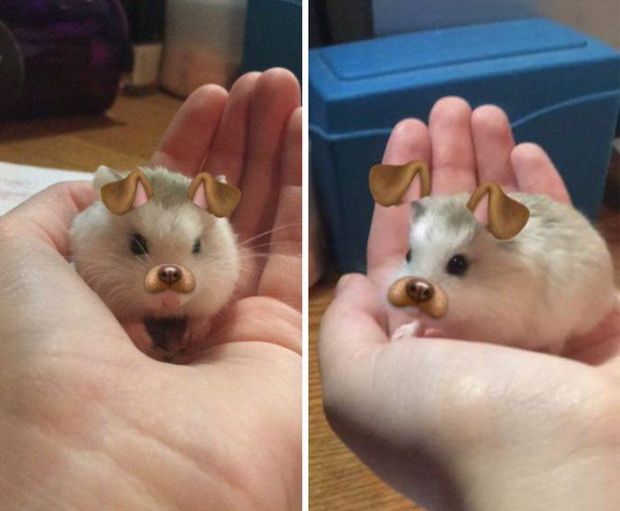 snapchat filters on hamster