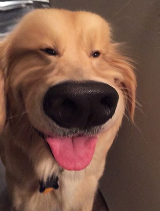 dogs with funny filters