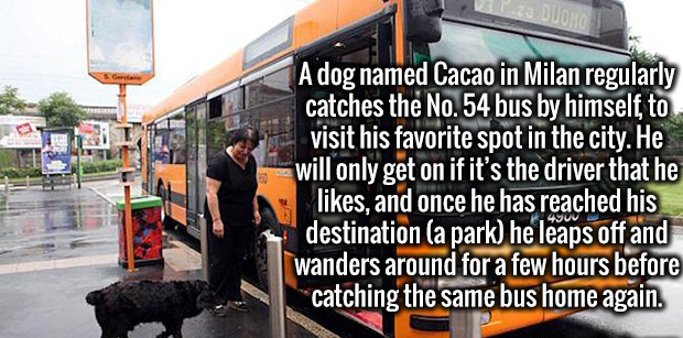 memes - bus fun fact - kg Dung A dog named Cacao in Milan regularly catches the No. 54 bus by himself to visit his favorite spot in the city. He will only get on if it's the driver that he , and once he has reached his destination a park he leaps off and 