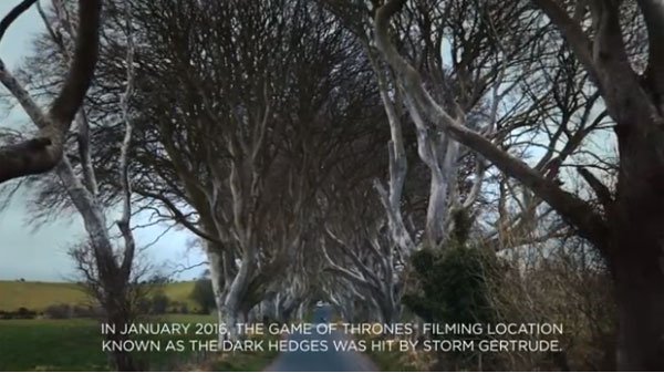 The majestic trees, made famous by the show Game of Thrones, called Dark Hedges trees felled by Storm Gertrude.