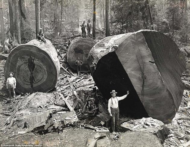 redwood lumberjack - Talien Humboldt State University