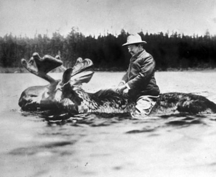 teddy roosevelt riding a moose