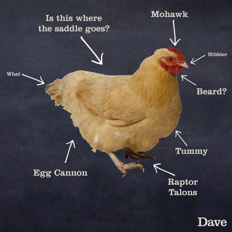 A Hilarious Guide About The Animal Kingdom